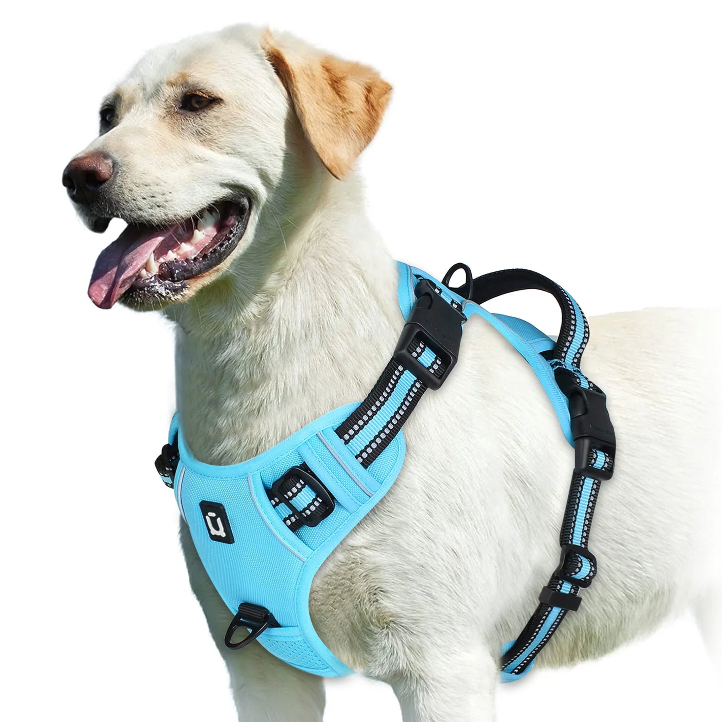 The Comfort Harness — Walks Without The Pulling