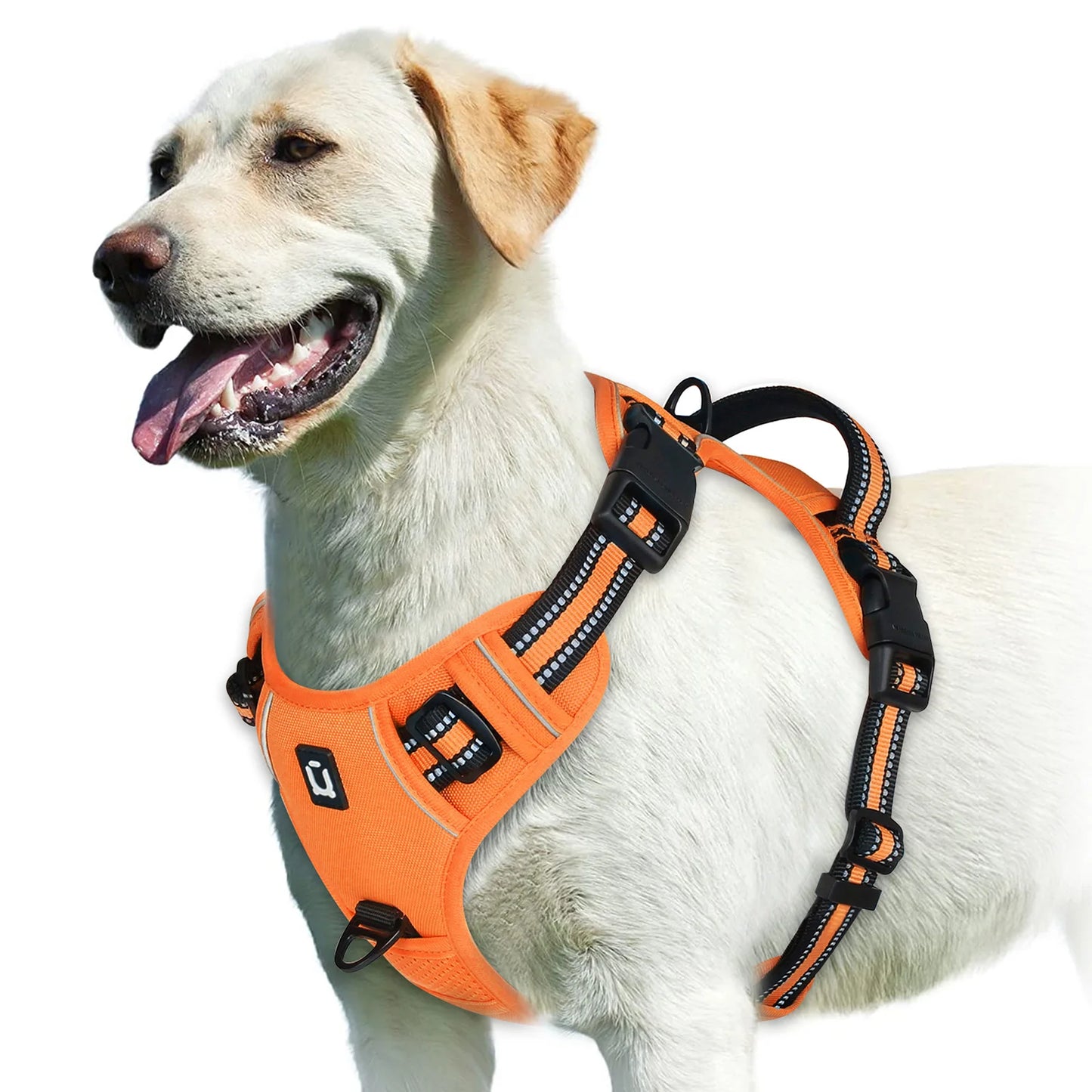 The Comfort Harness — Walks Without The Pulling